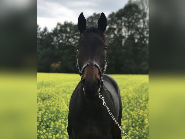 Plus de chevaux à sang chaud Jument 14 Ans 163 cm Bai in Herzebrock-Clarholz