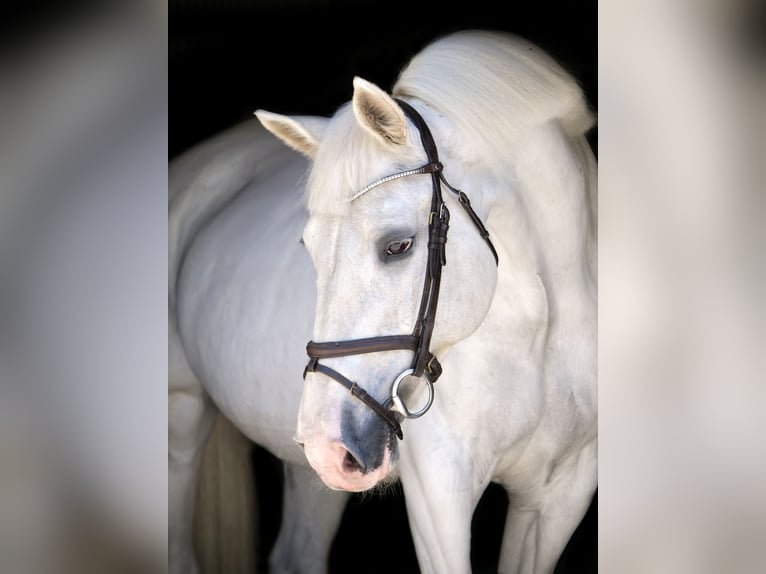 Plus de chevaux à sang chaud Jument 14 Ans 164 cm Gris in Dohren