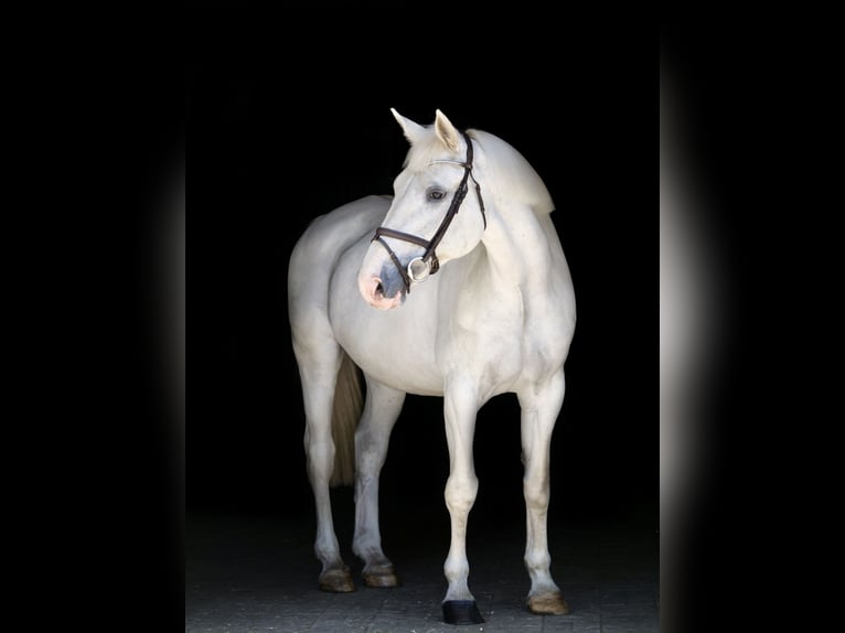 Plus de chevaux à sang chaud Jument 14 Ans 164 cm Gris in Dohren