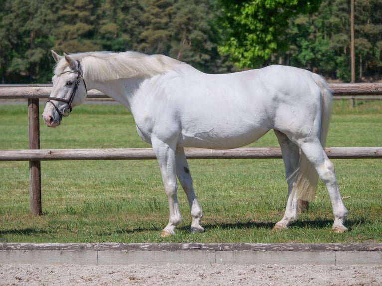 Plus de chevaux à sang chaud Jument 14 Ans 164 cm Gris in Dohren