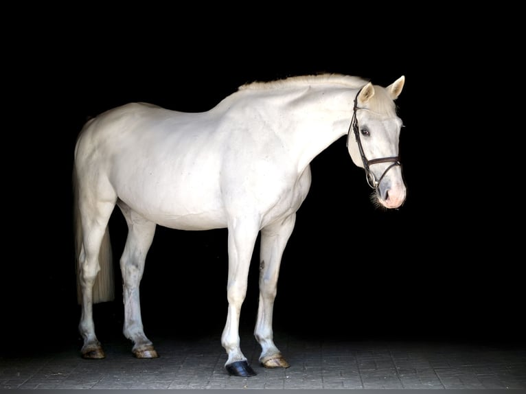 Plus de chevaux à sang chaud Jument 14 Ans 164 cm Gris in Dohren