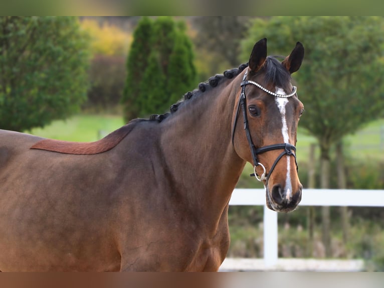 Plus de chevaux à sang chaud Jument 14 Ans 165 cm Bai in Schw&#xE4;bisch Hall