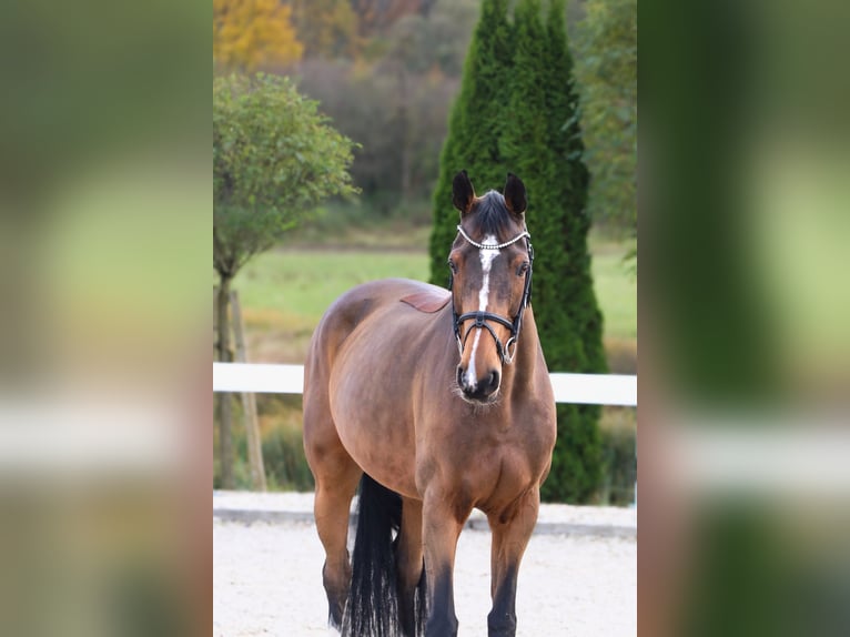 Plus de chevaux à sang chaud Jument 14 Ans 165 cm Bai in Schw&#xE4;bisch Hall