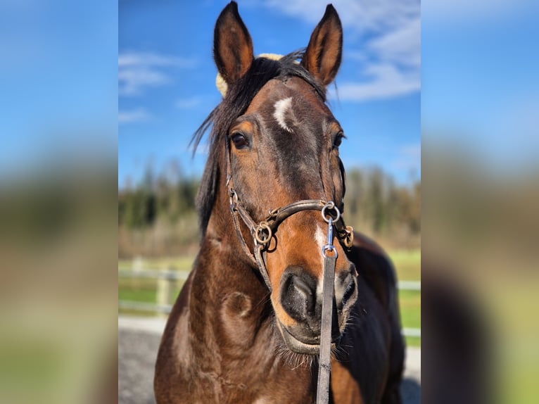 Plus de chevaux à sang chaud Jument 14 Ans 165 cm Bai in Wiezikon b. Sirnach