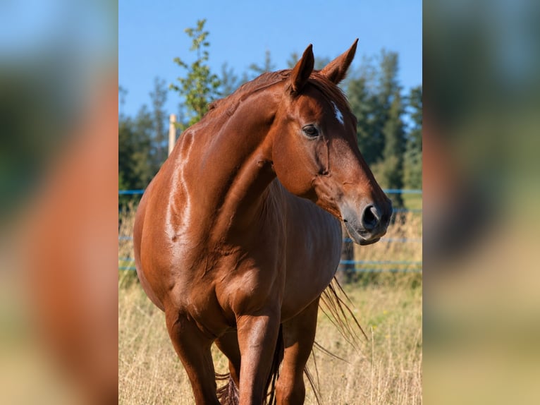 Plus de chevaux à sang chaud Jument 14 Ans 167 cm Alezan brûlé in Popelín