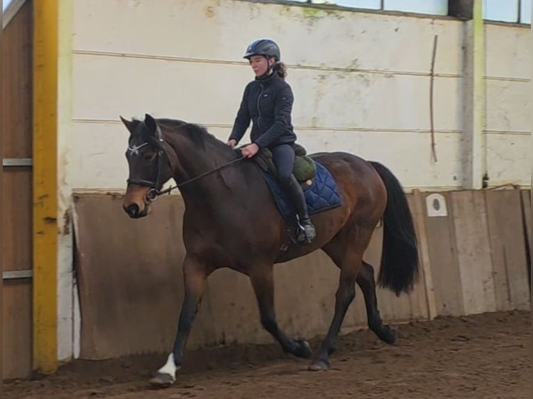 Plus de chevaux à sang chaud Jument 14 Ans 167 cm Bai brun in Braunschweig