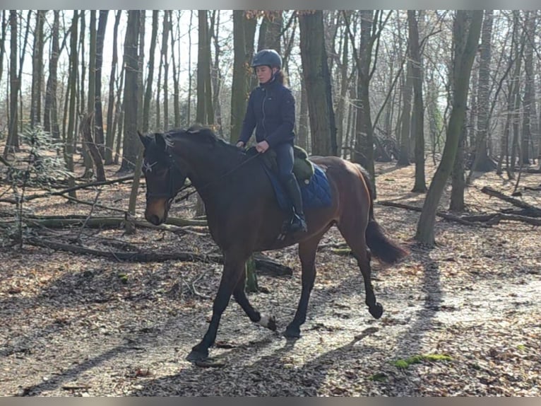 Plus de chevaux à sang chaud Jument 14 Ans 167 cm Bai brun in Braunschweig