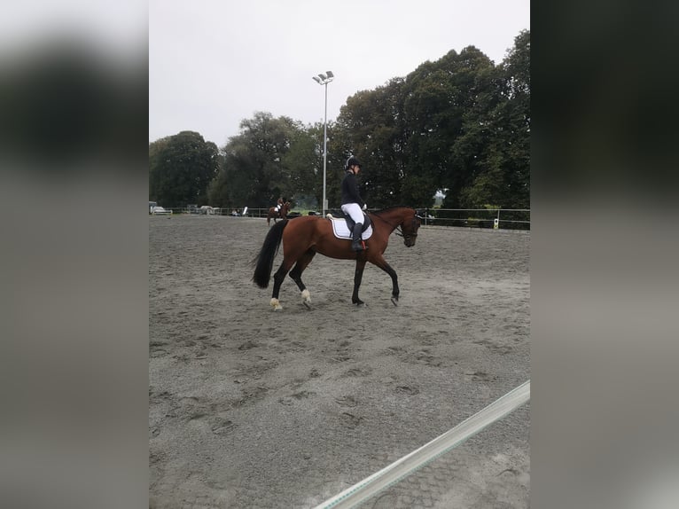 Plus de chevaux à sang chaud Jument 14 Ans 167 cm Bai in Koblach