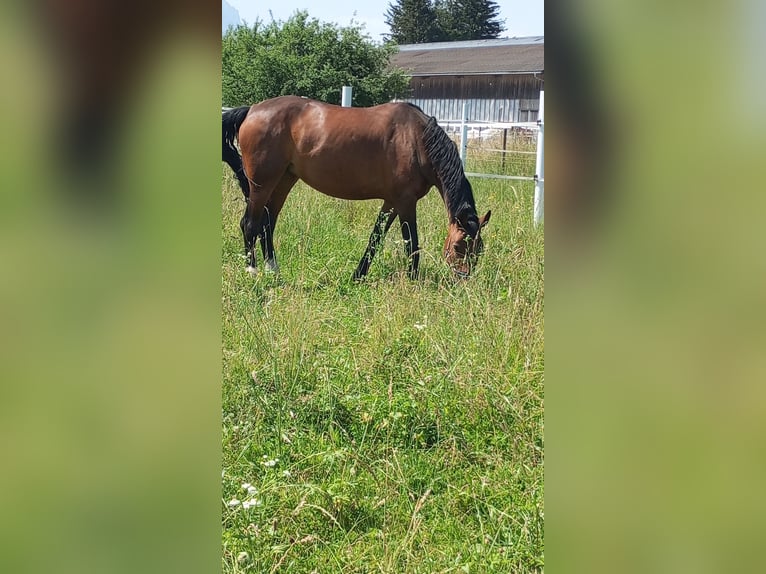 Plus de chevaux à sang chaud Jument 14 Ans 167 cm Bai in Koblach