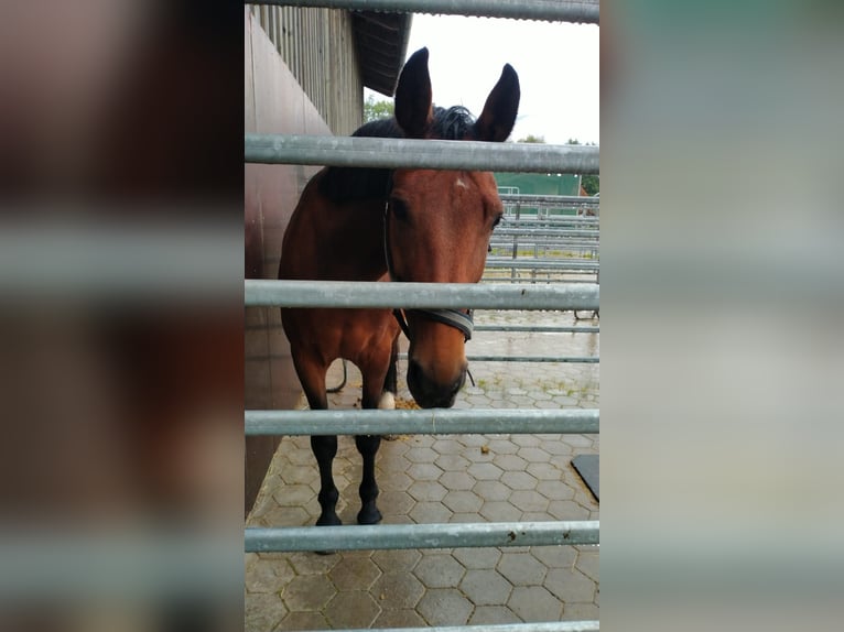 Plus de chevaux à sang chaud Jument 14 Ans 167 cm Bai in Koblach