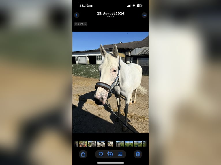 Plus de chevaux à sang chaud Croisé Jument 14 Ans 169 cm Gris in Aachen