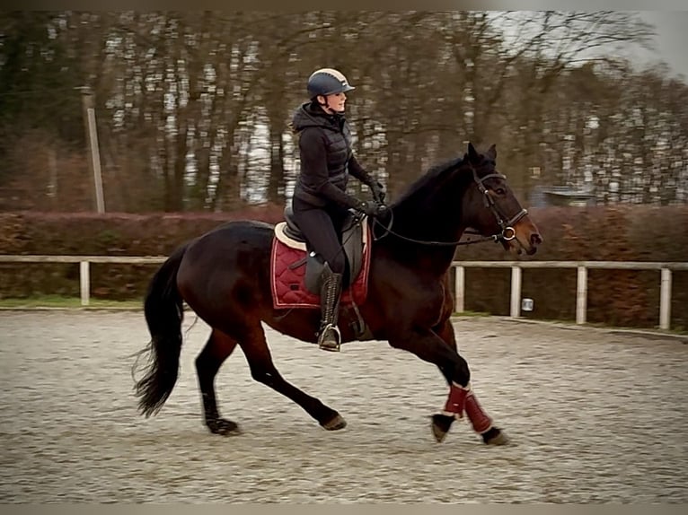 Plus de chevaux à sang chaud Jument 15 Ans 155 cm Bai brun in Neustadt (Wied)