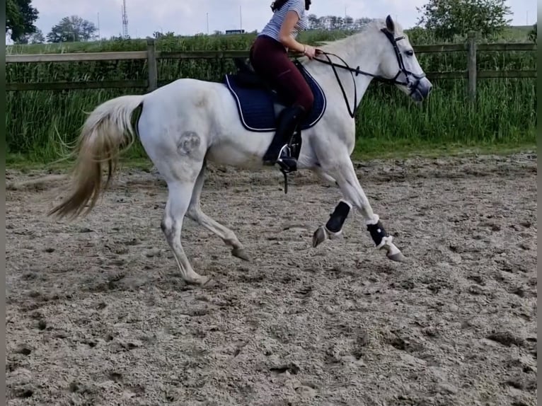 Plus de chevaux à sang chaud Croisé Jument 15 Ans 157 cm Gris in Heusden-Zolder