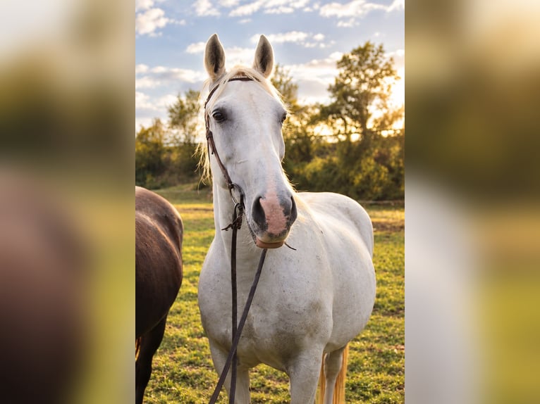 Plus de chevaux à sang chaud Jument 15 Ans 157 cm Gris in Graben