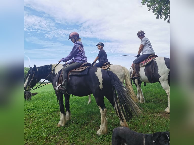 Plus de chevaux à sang chaud Croisé Jument 15 Ans 158 cm Pinto in Melle