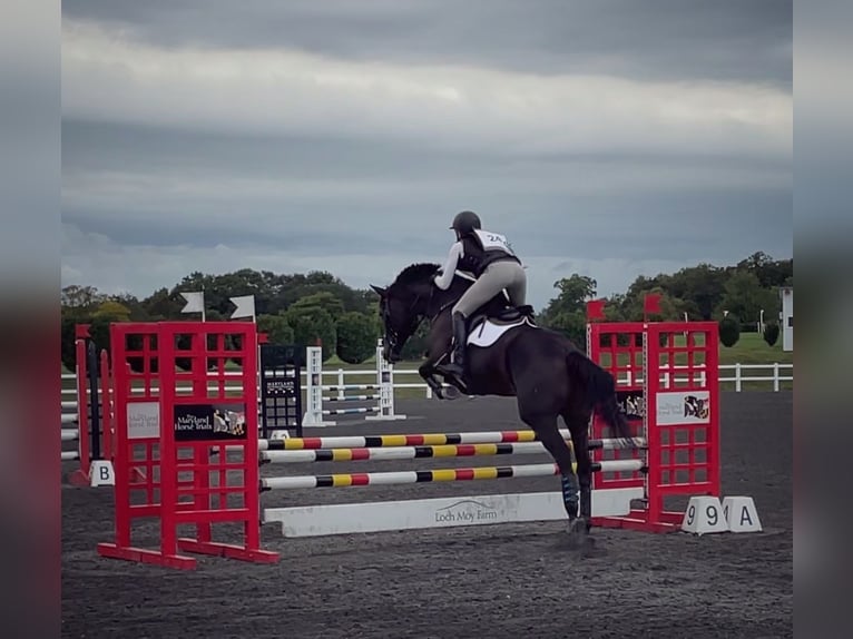 Plus de chevaux à sang chaud Croisé Jument 15 Ans 163 cm Bai brun in Middletown, Virginia