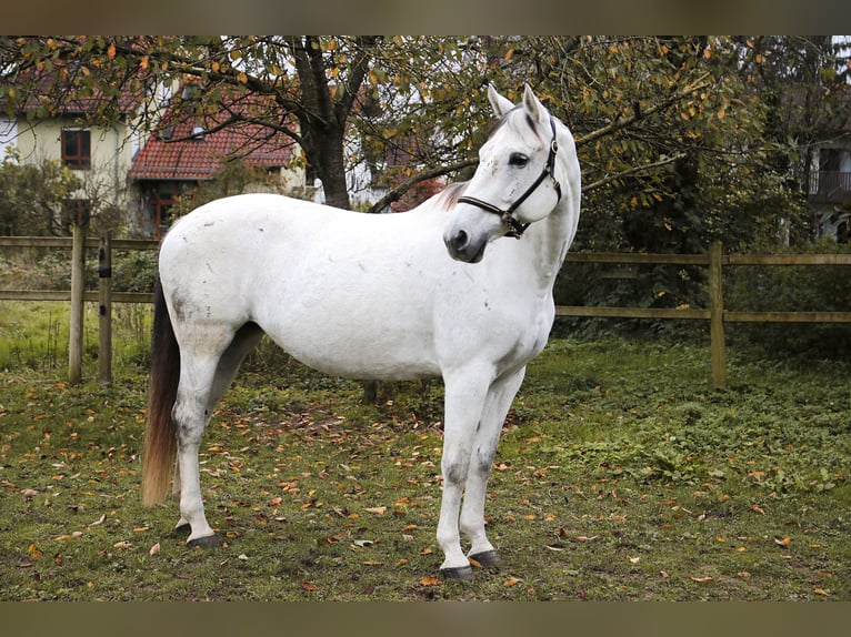 Plus de chevaux à sang chaud Jument 15 Ans 166 cm Gris in Heidelberg