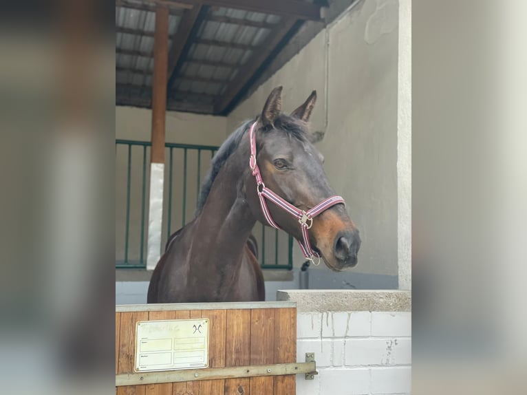 Plus de chevaux à sang chaud Jument 15 Ans 170 cm Bai brun foncé in Teupitz