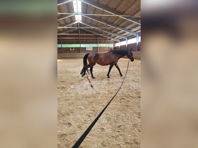 Plus de chevaux à sang chaud Jument 16 Ans 160 cm Bai in Neeken, Dessau-Ro&#xDF;lau