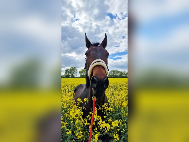 Plus de chevaux à sang chaud Jument 16 Ans 160 cm Bai in Neeken, Dessau-Ro&#xDF;lau