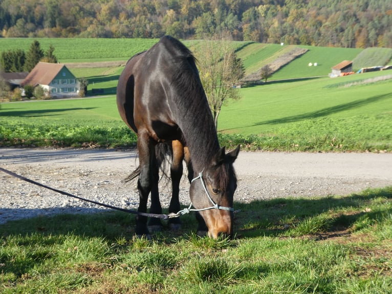 Plus de chevaux à sang chaud Croisé Jument 16 Ans 161 cm Bai in Dettenhausen