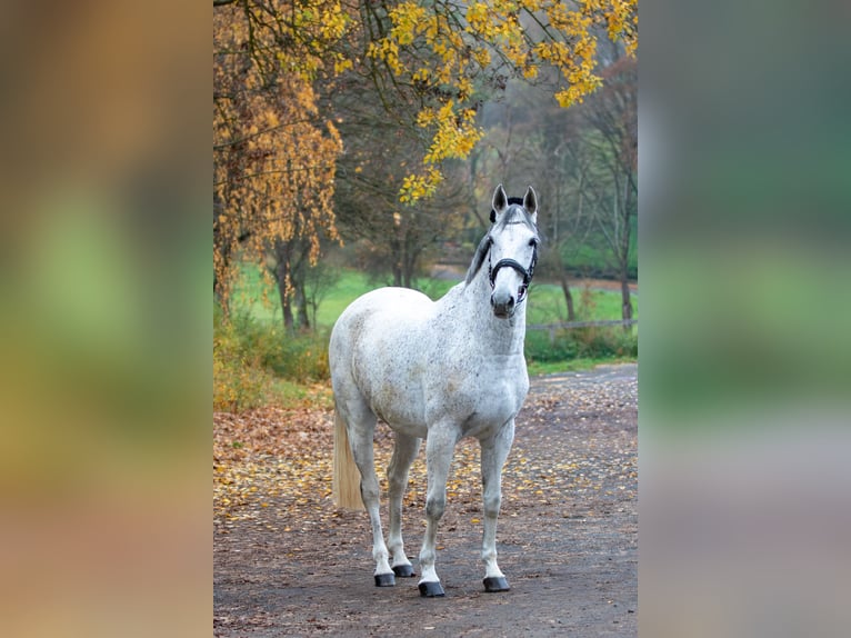 Plus de chevaux à sang chaud Jument 16 Ans 163 cm Gris in Ebern