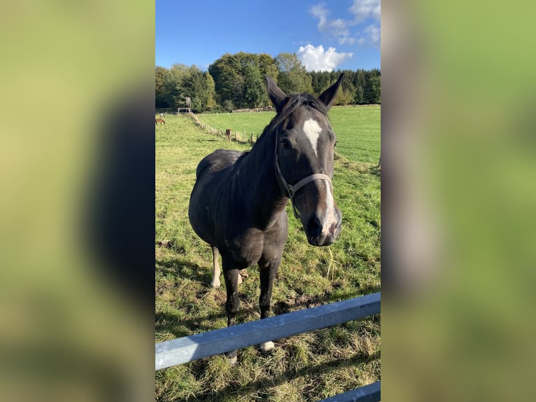 Plus de chevaux à sang chaud Jument 16 Ans 170 cm Bai brun in Lichtenau