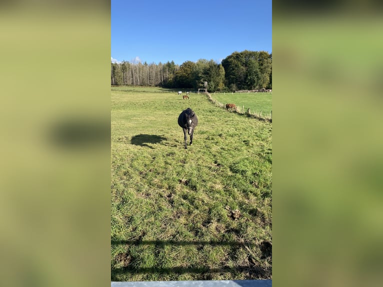 Plus de chevaux à sang chaud Jument 16 Ans 170 cm Bai brun in Lichtenau