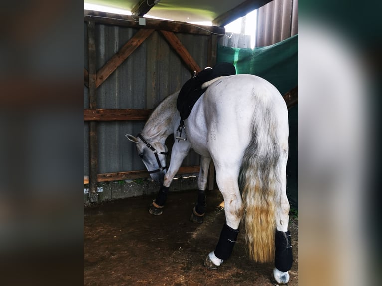 Plus de chevaux à sang chaud Jument 16 Ans 172 cm Gris pommelé in Zierenberg