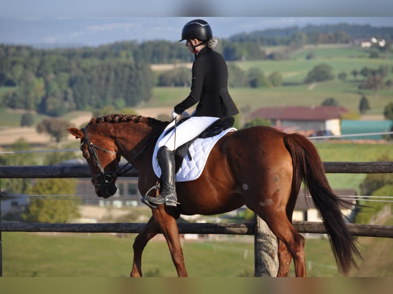 Plus de chevaux à sang chaud Jument 17 Ans 160 cm Alezan in Purgstall