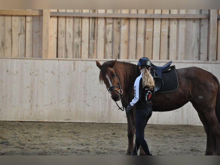 Plus de chevaux à sang chaud Jument 17 Ans 160 cm Alezan in Purgstall