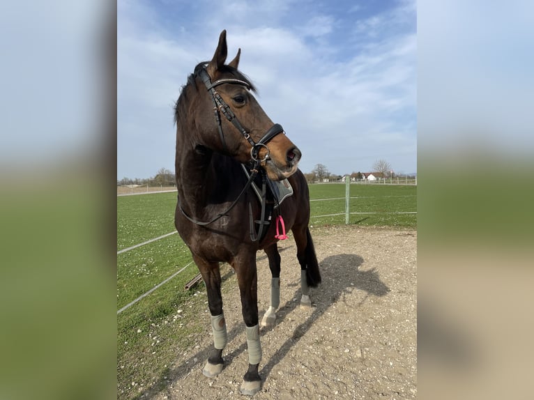 Plus de chevaux à sang chaud Jument 17 Ans 160 cm Bai in Pocking