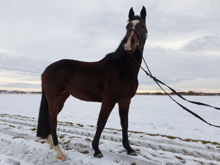 Plus de chevaux à sang chaud Jument 17 Ans 160 cm Bai in Pocking