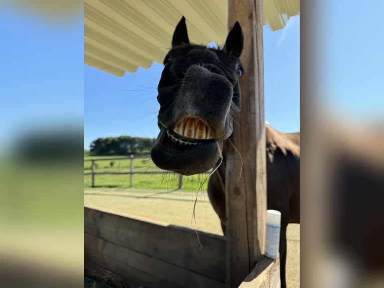 Plus de chevaux à sang chaud Jument 17 Ans 161 cm Noir in Wenden