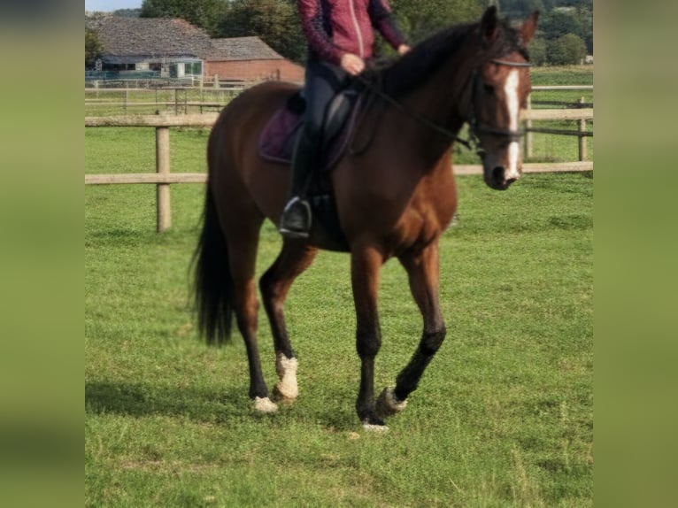 Plus de chevaux à sang chaud Jument 17 Ans 165 cm Bai in Goch