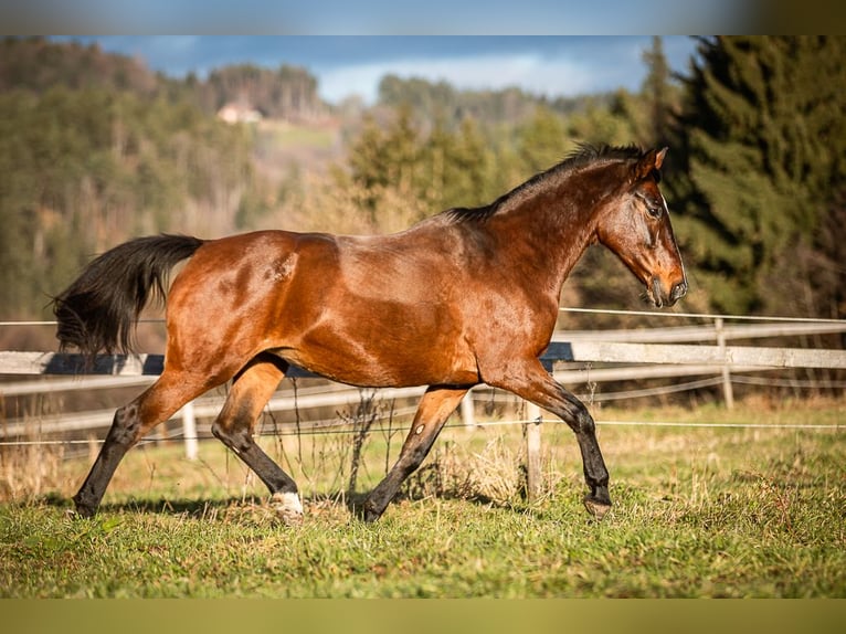 Plus de chevaux à sang chaud Jument 17 Ans 165 cm Bai in Velden