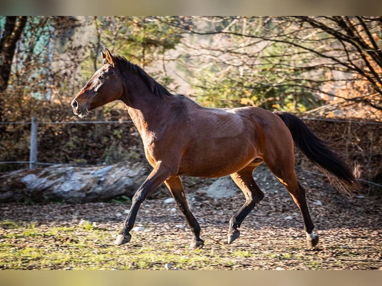 Plus de chevaux à sang chaud Jument 17 Ans 165 cm Bai in Velden