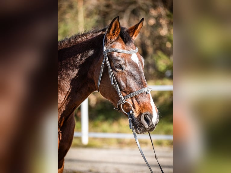 Plus de chevaux à sang chaud Jument 17 Ans 165 cm Bai in Velden