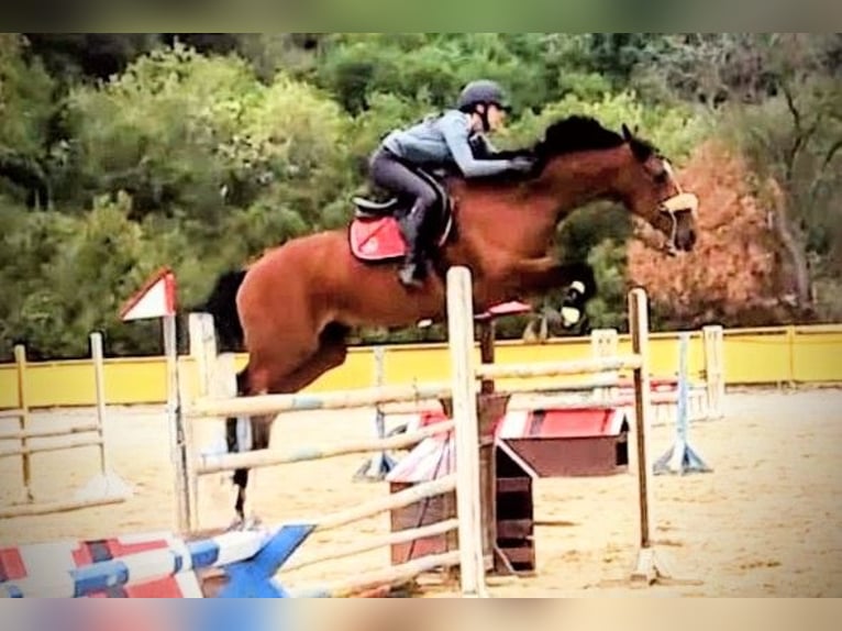 Plus de chevaux à sang chaud Jument 17 Ans 169 cm Bai in Varna