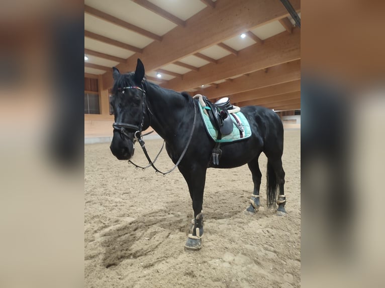 Plus de chevaux à sang chaud Jument 18 Ans 160 cm Bai brun in Marchtrenk