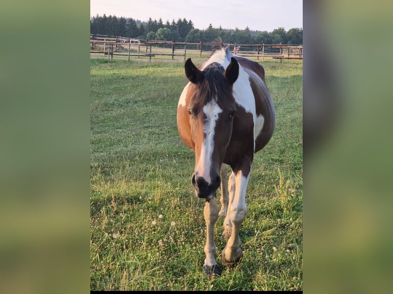 Plus de chevaux à sang chaud Jument 18 Ans 163 cm Pinto in Blankenheim