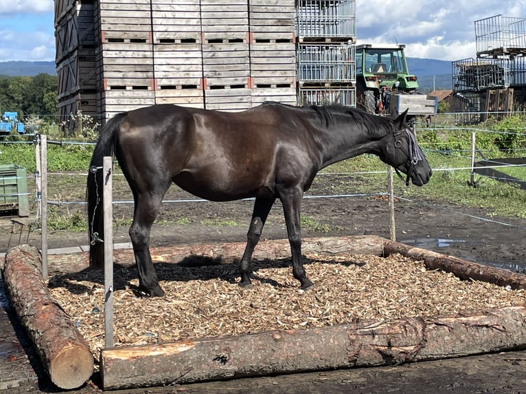 Plus de chevaux à sang chaud Jument 18 Ans 168 cm Noir in Erlach