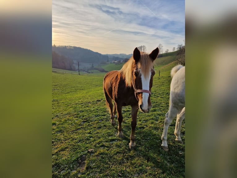 Plus de chevaux à sang chaud Jument 19 Ans 153 cm Bai in Schlossrued