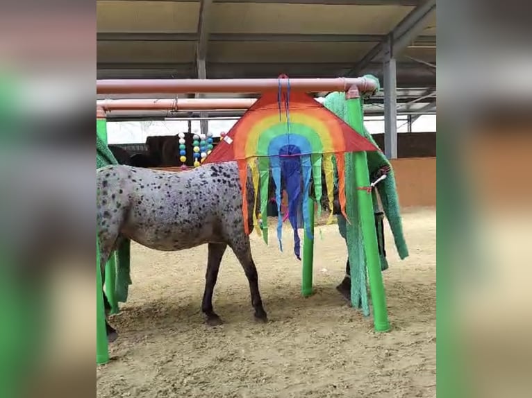 Plus de chevaux à sang chaud Jument 19 Ans 156 cm Léopard in Beckingen
