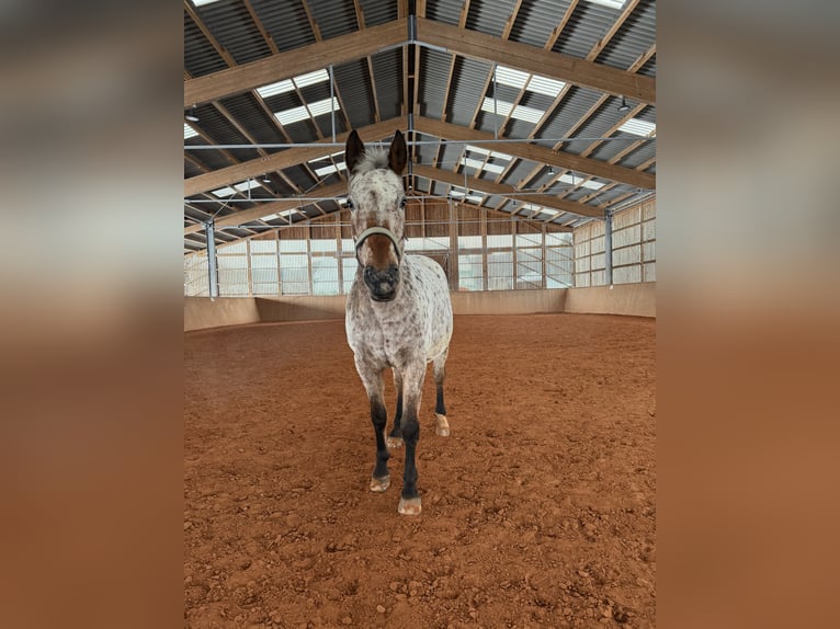 Plus de chevaux à sang chaud Jument 19 Ans 156 cm Léopard in Beckingen