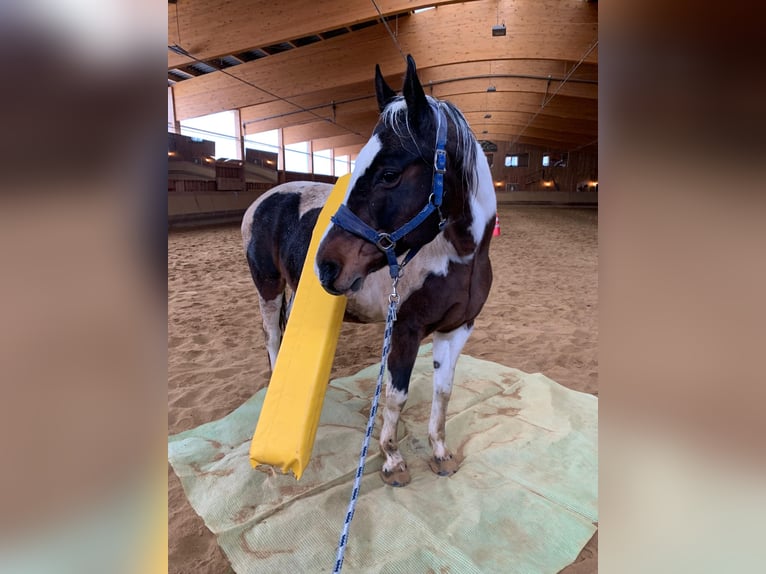 Plus de chevaux à sang chaud Croisé Jument 19 Ans 156 cm Pinto in Elterlein