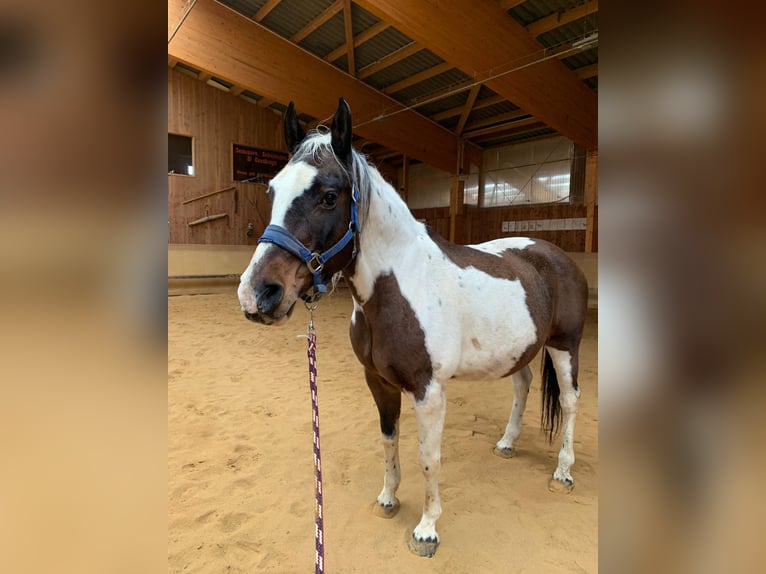 Plus de chevaux à sang chaud Croisé Jument 19 Ans 156 cm Pinto in Elterlein