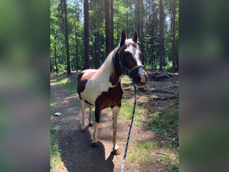 Plus de chevaux à sang chaud Croisé Jument 19 Ans 156 cm Pinto in Elterlein