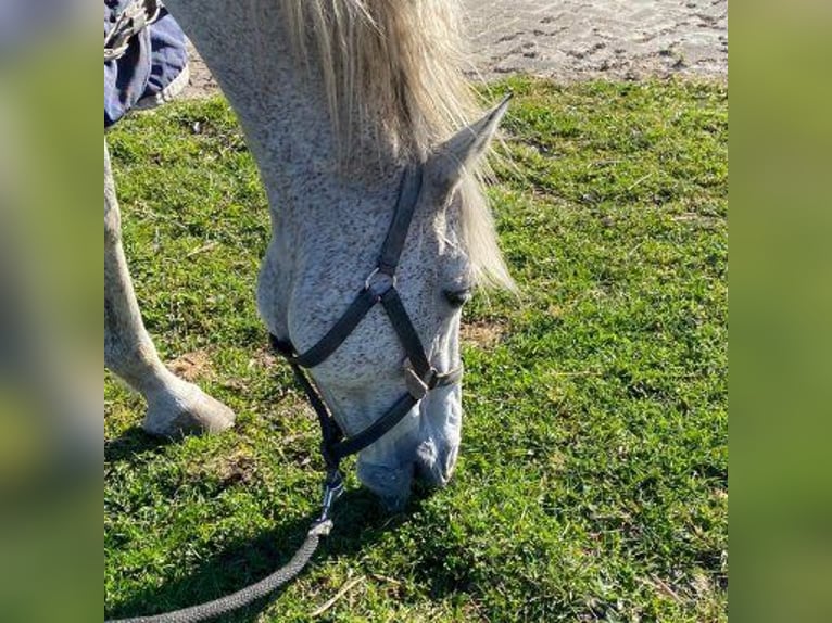 Plus de chevaux à sang chaud Croisé Jument 19 Ans 158 cm Gris moucheté in Breda