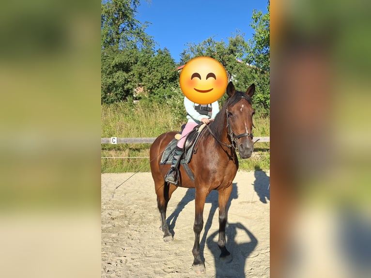 Plus de chevaux à sang chaud Croisé Jument 19 Ans 160 cm Bai in Lasberg